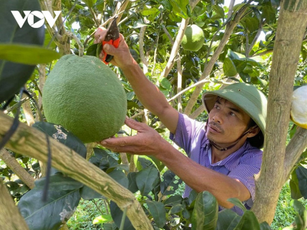 Trồng bưởi da xanh tiêu chuẩn Vietgap, nông dân Đắk Lắk thu tiền tỷ mỗi năm - Ảnh 2.