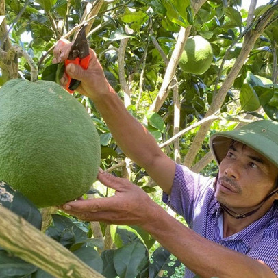 Trồng bưởi da xanh tiêu chuẩn Vietgap, nông dân Đắk Lắk thu tiền tỷ mỗi năm