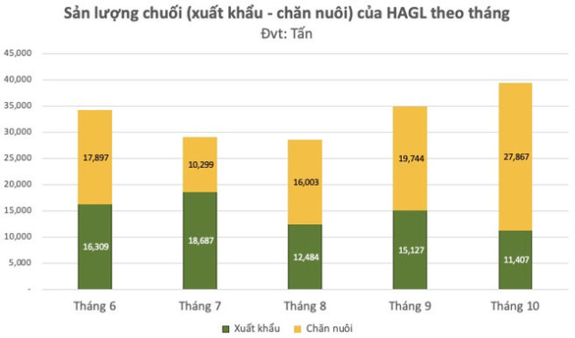 Trồng chuối để xuất khẩu hay để nuôi heo khi 2/3 sản lượng chuối dùng cho heo ăn: Hoàng Anh Gia Lai nói gì? - Ảnh 1.