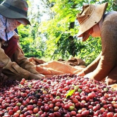 Trong khó khăn do dịch bệnh Covid-19, ngành nông nghiệp trở thành “trụ đỡ” của nền kinh tế