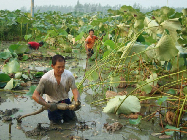 Trung Quốc đang nuôi hơn 1,4 tỷ dân của mình như thế nào? (Phần 1) - Ảnh 13.