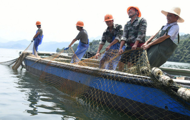 Trung Quốc: Đập thủy điện xả lũ, bội thu 25.000kg cá mè hoa - Ảnh 2.