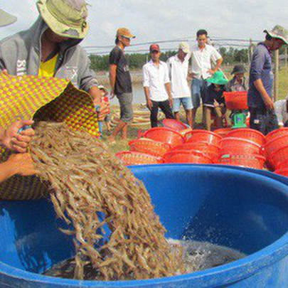 Trung Quốc tăng cường kiểm soát buôn lậu, tôm Việt Nam rớt giá thê thảm