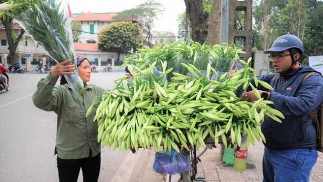 Từ vườn xuống phố, hoa loa kèn đầu mùa đội giá gấp 5-6 lần - Ảnh 1.