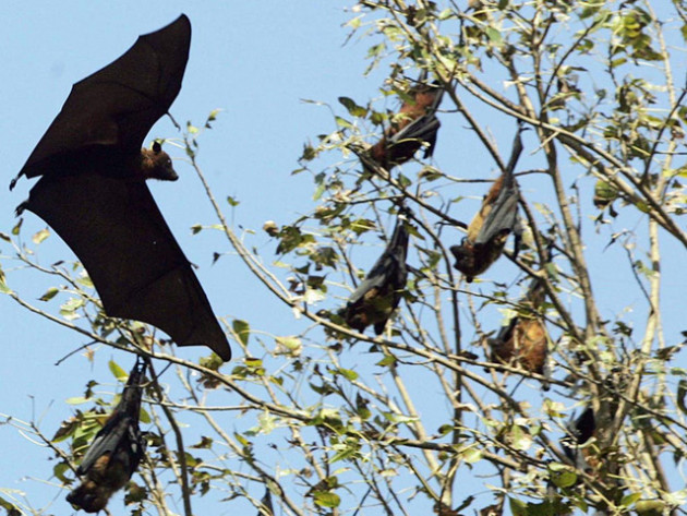 Từng có tỷ lệ tử vong lên tới hơn 90%, virus Nipah trở lại, khơi dậy ký ức kinh hoàng ở Ấn Độ - Ảnh 1.