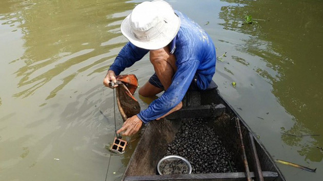 Tuyệt chiêu bắt ốc đắng kiếm tiền triệu mỗi ngày của lão nông miền Tây - Ảnh 2.