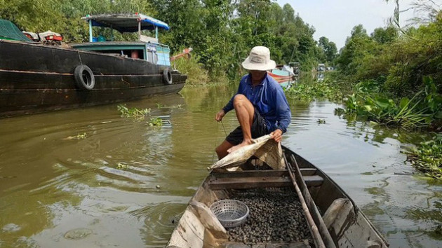 Tuyệt chiêu bắt ốc đắng kiếm tiền triệu mỗi ngày của lão nông miền Tây - Ảnh 3.