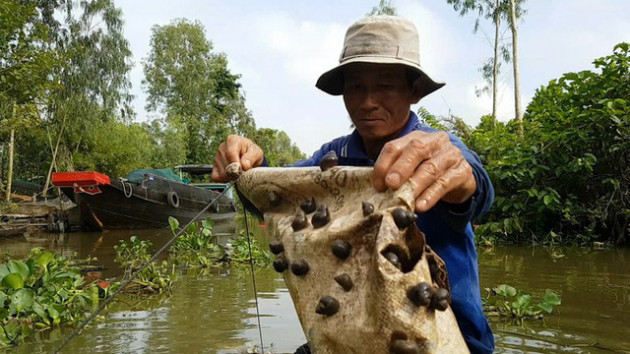 Tuyệt chiêu bắt ốc đắng kiếm tiền triệu mỗi ngày của lão nông miền Tây - Ảnh 7.