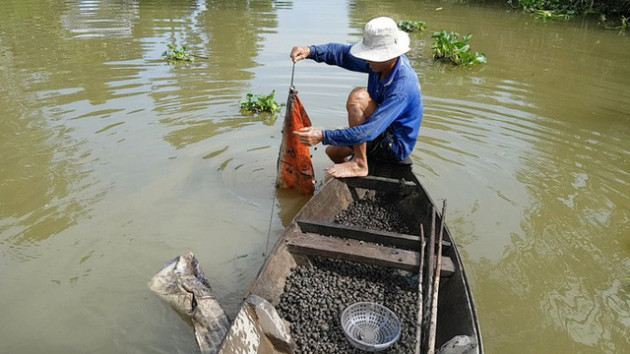 Tuyệt chiêu bắt ốc đắng kiếm tiền triệu mỗi ngày của lão nông miền Tây - Ảnh 9.