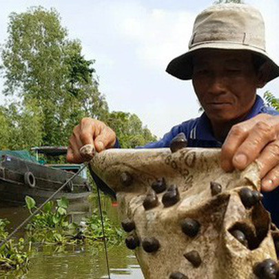 Tuyệt chiêu bắt ốc đắng kiếm tiền triệu mỗi ngày của lão nông miền Tây