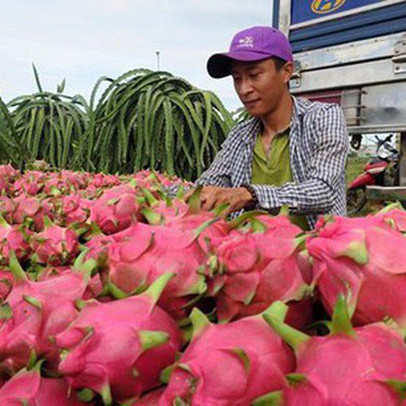 Ùn ứ trái cây xuất khẩu sang Trung Quốc, Bộ Công Thương đưa ra khuyến cáo