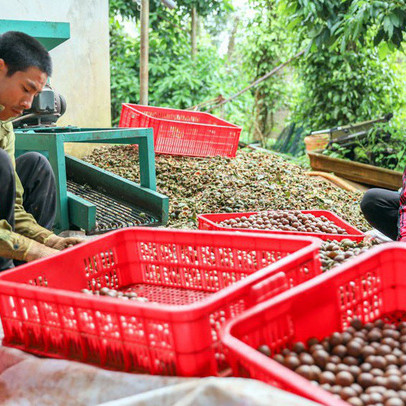 Vẫn cần phải nghiên cứu tối ưu cho phát triển cây macca