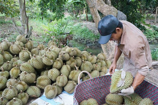 Vắng bóng thương lái mua sầu riêng, nông dân miền Tây lo lắng