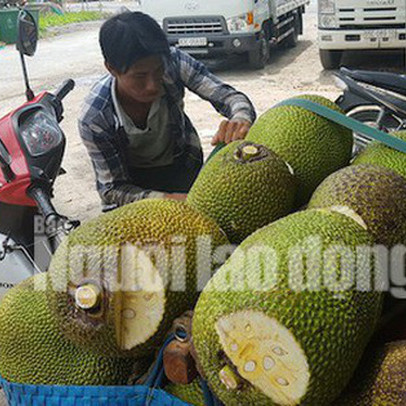 Vào mùa thu hoạch rộ, giá mít Thái siêu sớm giảm sâu