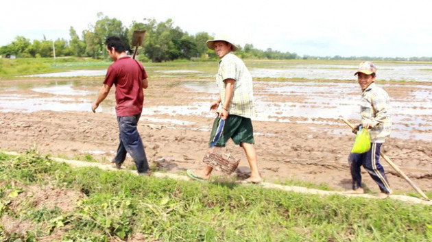 Về miền Tây mùa lũ, xem thợ săn chuột đồng “hốt bạc” - Ảnh 1.