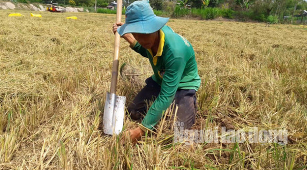  Về miền Tây xem cảnh hèo reo săn chuột đồng độc nhất vô nhị - Ảnh 6.