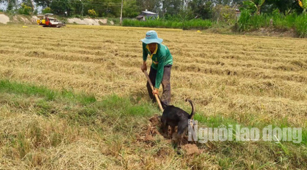  Về miền Tây xem cảnh hèo reo săn chuột đồng độc nhất vô nhị - Ảnh 7.