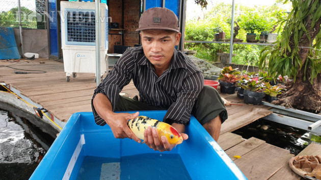 Về quê nuôi cá trồng rau thu tiền tỷ (P2): Nuôi cá Koi ngàn đô dưới ao quê không khó, thuần hóa mới khó! - Ảnh 2.