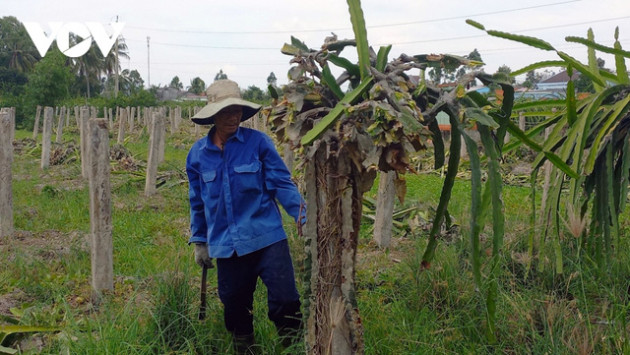 “Vị đắng cây làm giàu”