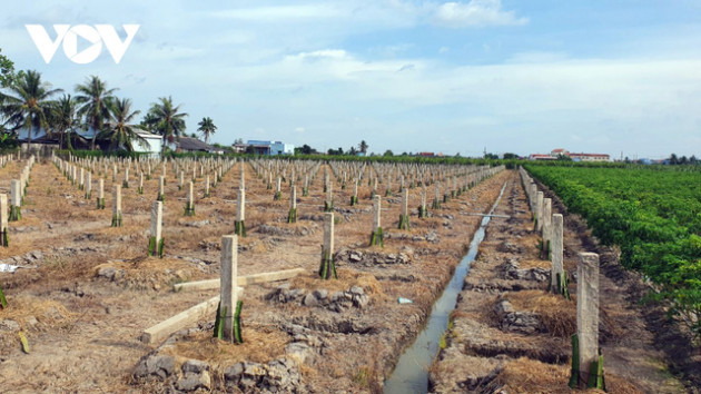 “Vị đắng cây làm giàu” - Ảnh 3.