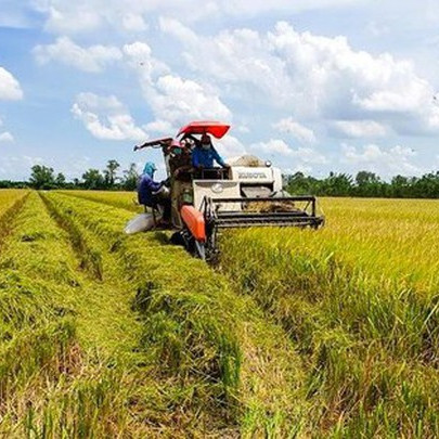 Vì đâu “Cánh đồng lớn” không lớn?