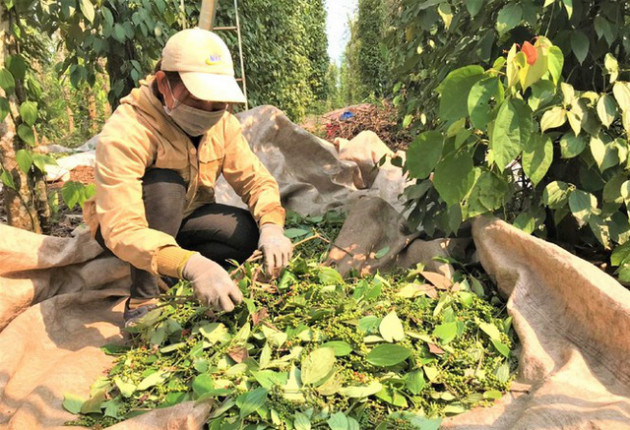 Vì sao giá hồ tiêu tăng phi mã dù nguồn cung không thiếu? - Ảnh 1.