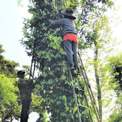 Vì sao giá hồ tiêu tăng phi mã dù nguồn cung không thiếu?