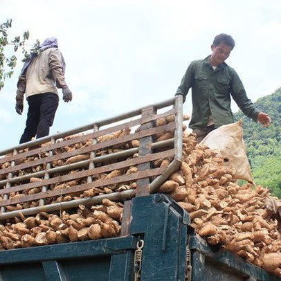 Vì sao Trung Quốc giảm nhập sắn Việt?