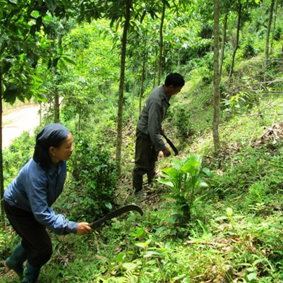 Vinafor báo lãi trước thuế hơn 300 tỷ đồng ngay quý 1/2018