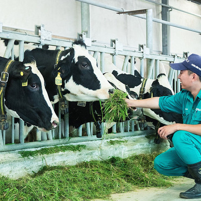 Vinamilk: 15 năm xây dựng hệ thống trang trại của "triệu phú sữa tươi" Việt Nam