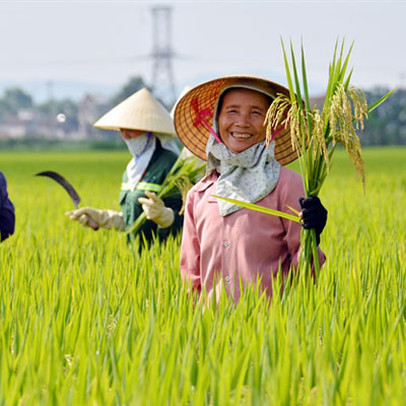 Vinaseed (NSC) báo lãi 115 tỷ đồng nửa đầu năm, giảm 7% so với cùng kỳ