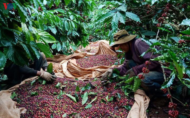 Vỡ quy hoạch, vỡ thị trường, vỡ nợ đồng hành nhà nông