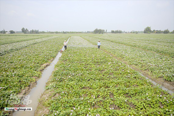 Vựa khoai lang lớn nhất miền Tây xuất khẩu sang Trung Quốc - Ảnh 1.