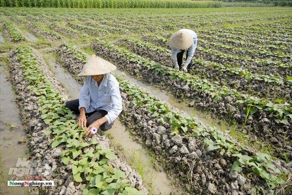 Vựa khoai lang lớn nhất miền Tây xuất khẩu sang Trung Quốc - Ảnh 5.