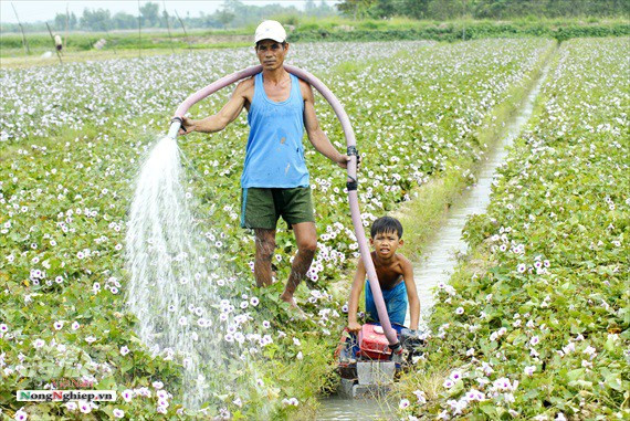 Vựa khoai lang lớn nhất miền Tây xuất khẩu sang Trung Quốc - Ảnh 6.