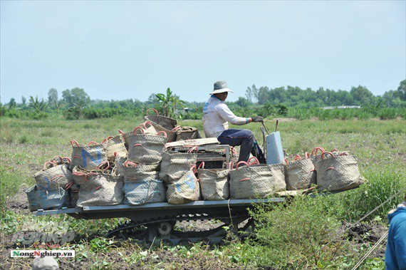 Vựa khoai lang lớn nhất miền Tây xuất khẩu sang Trung Quốc - Ảnh 9.