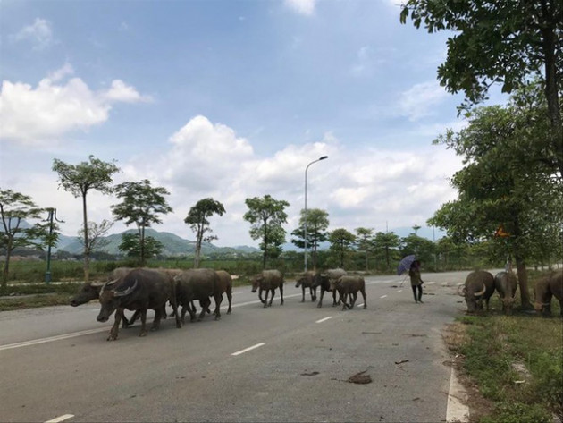 Vùng lõi đô thị vệ tinh Hòa Lạc: Nhiều đại dự án hoang hóa, khó khăn - Ảnh 1.