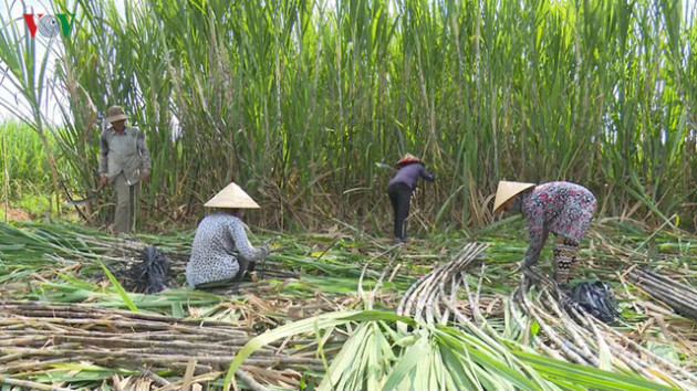 Vùng mía nguyên liệu giảm, nhà máy đường gặp khó - Ảnh 1.