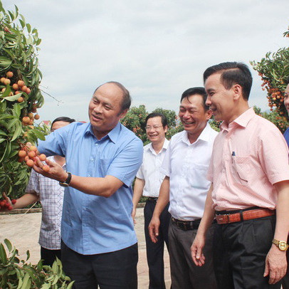 Vùng vải thiều chuẩn bị vào vụ chính