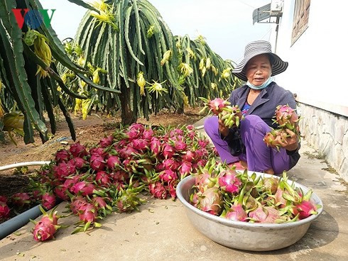 Vứt bỏ hàng trăm tấn thanh long: Hậu quả việc trồng theo phong trào - Ảnh 1.