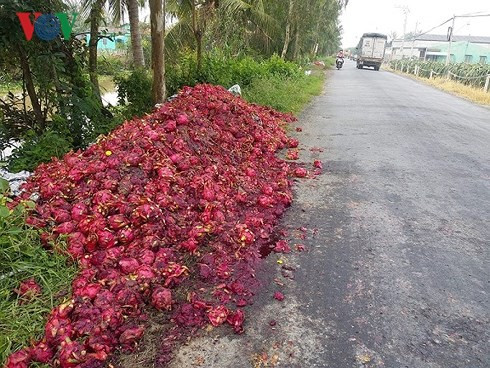 Vứt bỏ hàng trăm tấn thanh long: Hậu quả việc trồng theo phong trào - Ảnh 5.