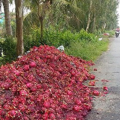 Vứt bỏ hàng trăm tấn thanh long: Hậu quả việc trồng theo phong trào