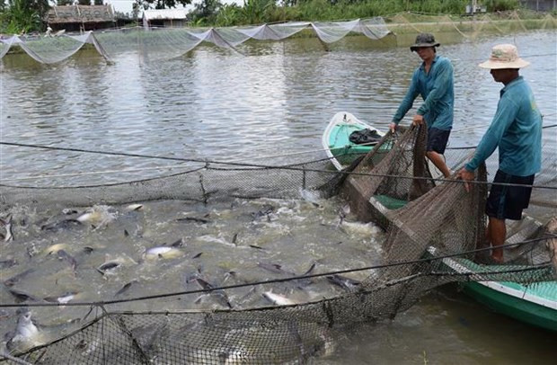 Xây dựng thương hiệu cá tra Việt Nam: Khó nhưng phải làm - Ảnh 1.