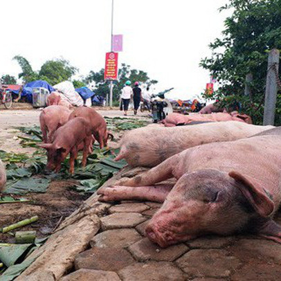 Xuất hiện dịch tả lợn châu Phi tại Thanh Hóa