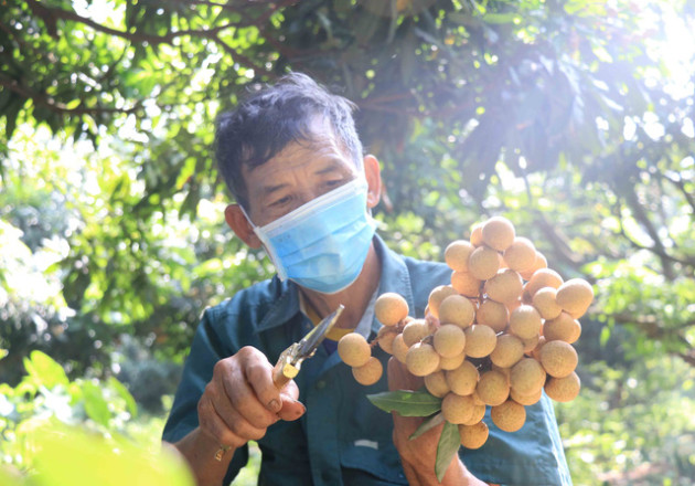 Xuất khẩu chính ngạch lô nhãn đầu tiên sang Nhật Bản