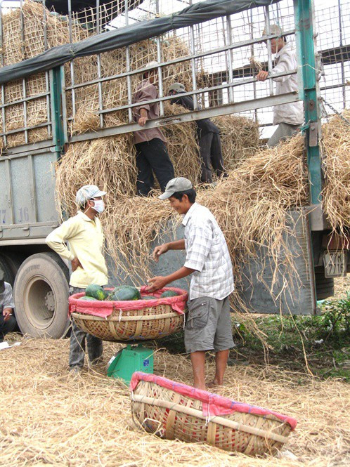 Xuất khẩu dưa hấu: Những thách thức phải vượt qua