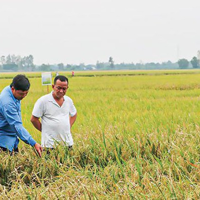 Xuất khẩu gạo khởi sắc, Trung An Rice (TAR) báo lãi quý 1/2022 gấp 8 lần cùng kỳ