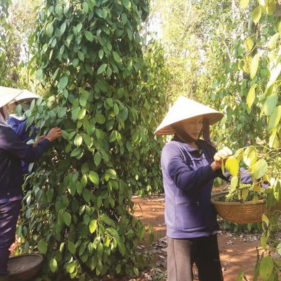 Xuất khẩu hồ tiêu: Giảm hầu khắp thị trường, cơ hội ở EU