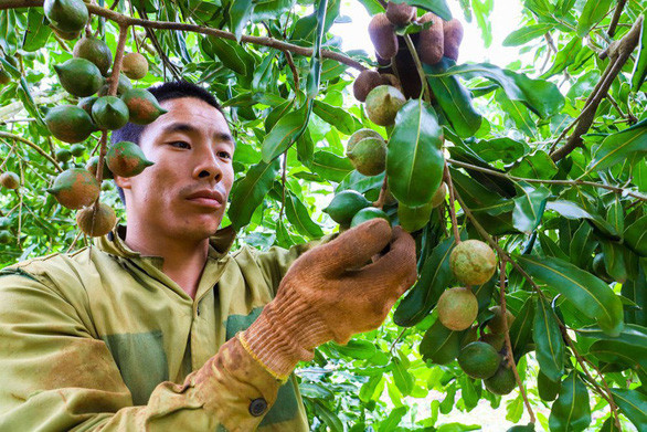 Xuất khẩu lô mắc ca đầu tiên sang Nhật