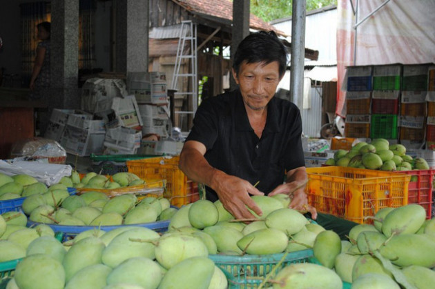 Xuất khẩu xoài sang Mỹ: Lắm nỗi gian truân - Ảnh 1.